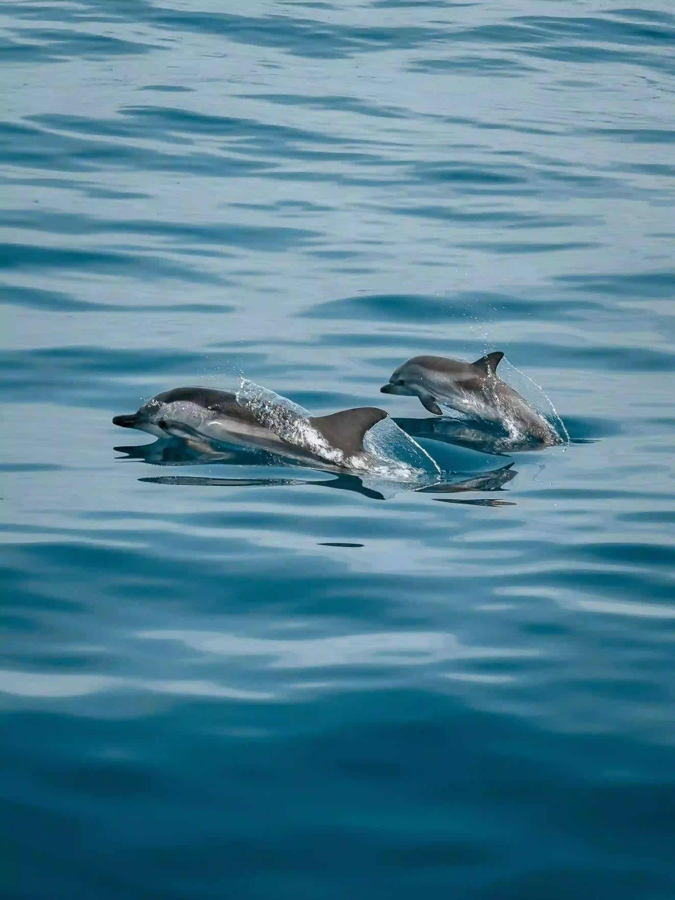 Bali Lovina Dolphin Watching Tour